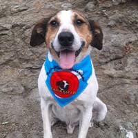 TikTok Account - carameloeldulce