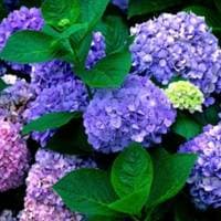 TikTok Account - luleboraaaa