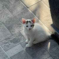 TikTok Account - denadaa09