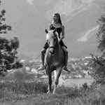 haflinger_steinadler