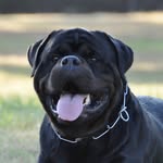 rivercityrottweilers